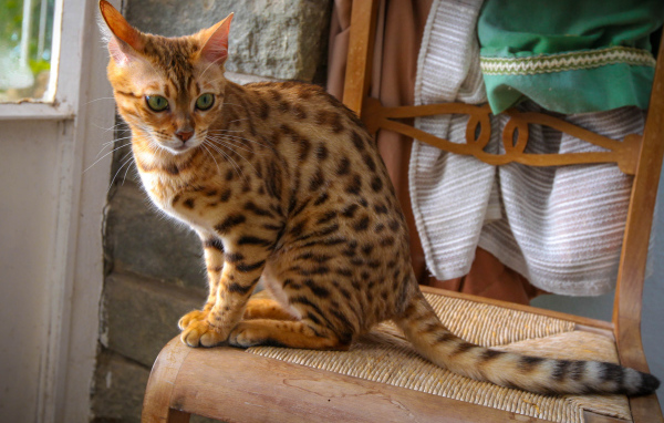Бенгальский кот сидит на стуле