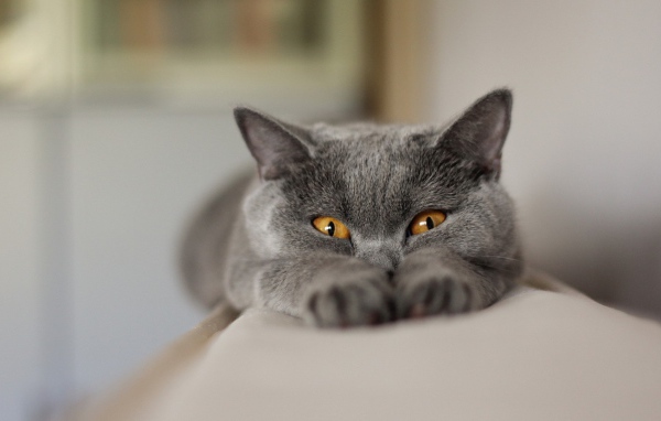 Британский кот подглядывает