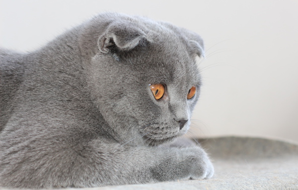 Милый серый шотландский вислоухий кот с карими глазами