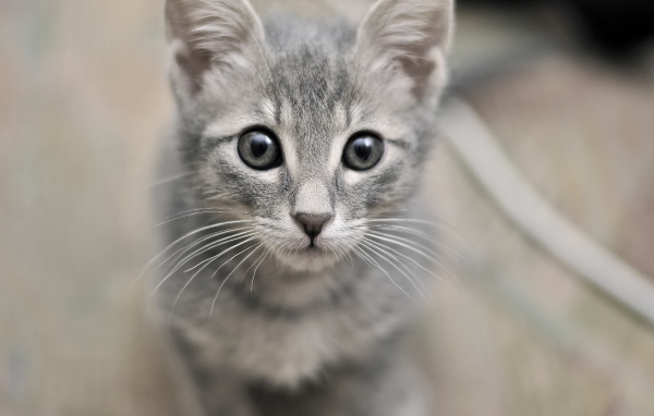 Серый милый кот с серыми глазами