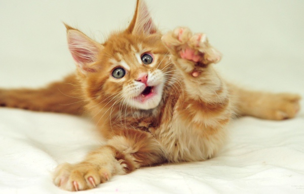 Маленький рыжий симпатичный мейн-кун кот с серыми глазами