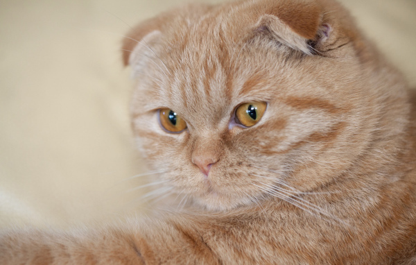 Симпатичный рыжий шотландский вислоухий кот