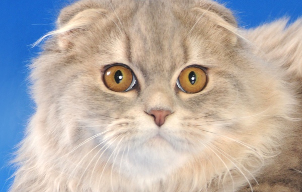 Пушистый шотландский вислоухий кот на синем фоне