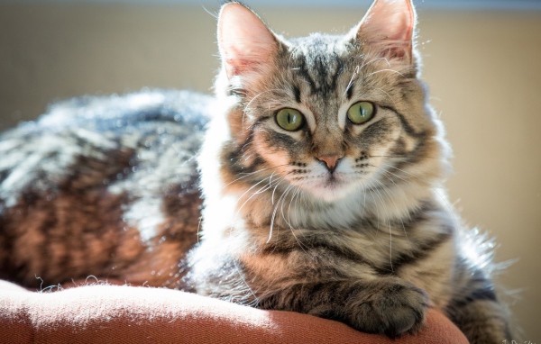 Пушистый зеленоглазый кот