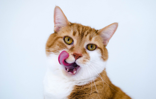 Рыжий смешной кот с белой грудкой