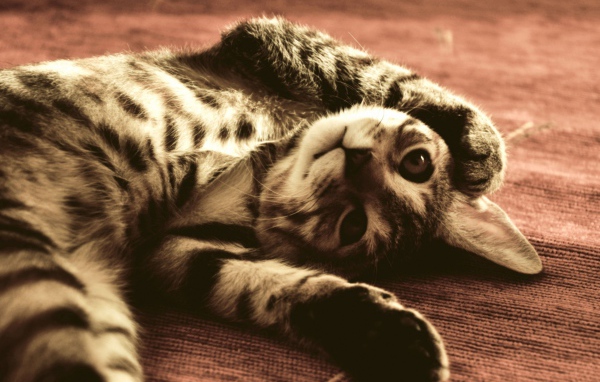 Полосатый смешной кот развалился