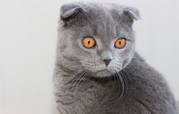 Серый шотландский вислоухий кот с большими карими глазами
