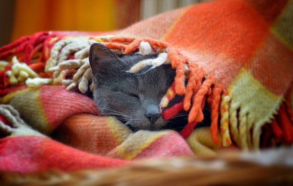 Серый кот греется в покрывале