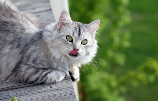 Серый пушистый кот облизался