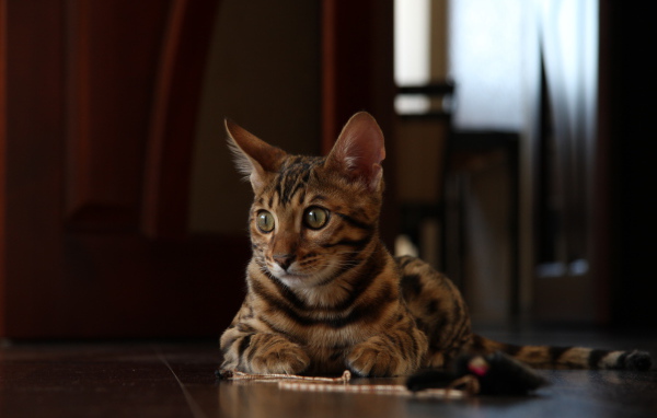 Маленький бенгальский кот лежит на полу