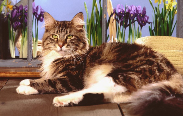 Кот мейн-кун с зелёными глазами позирует