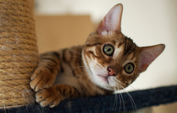 Игривый маленький бенгальский кот