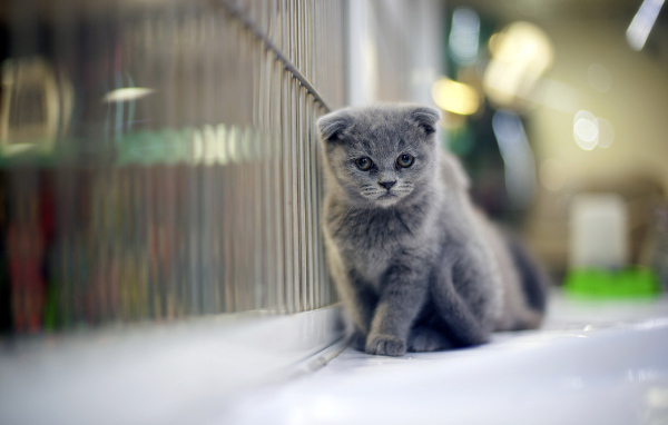 Грустный серый шотландский вислоухий кот