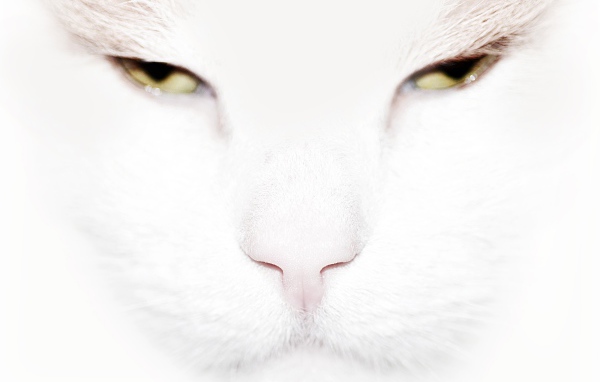 Серьёзный белый кот крупным планом