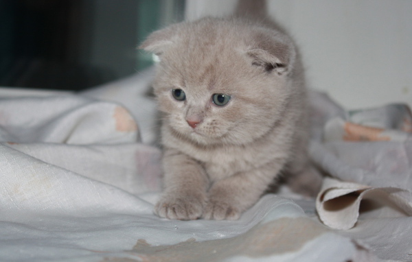 Маленький рыжий шотландский вислоухий кот