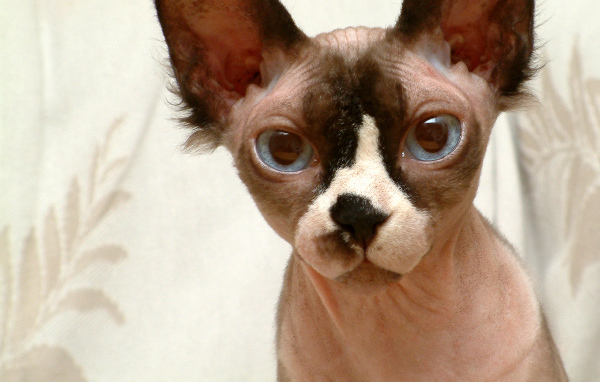 Кот сфинкс крупным планом