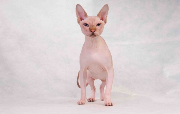 Кот сфинкс с голубыми глазами позирует на белом фоне