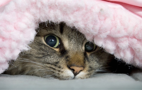 Полосатый хитрый кот