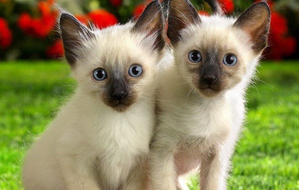 Два маленьких сиамских котёнка на природе