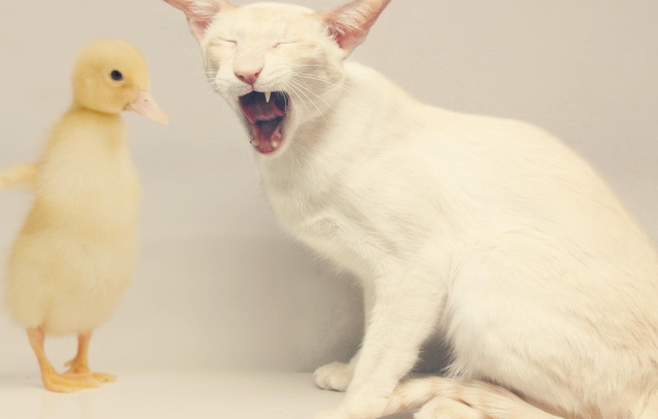 Белый кот и утёнок