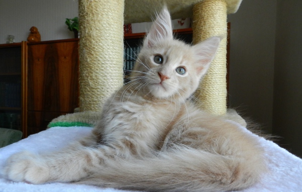 Молодой симпатичный кот мейн-кун отдыхает