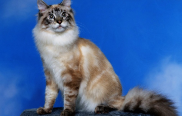 Кошка с пушистым хвостом