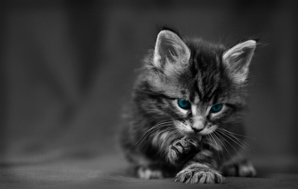 Черно белый Котенок с голубыми глазами