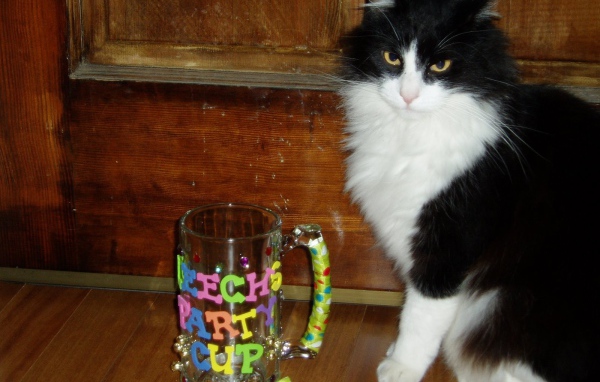 Черно белый кот у кружки