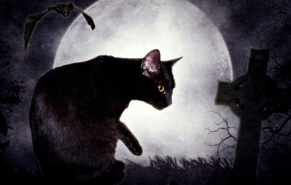 	 Black cat and the moon