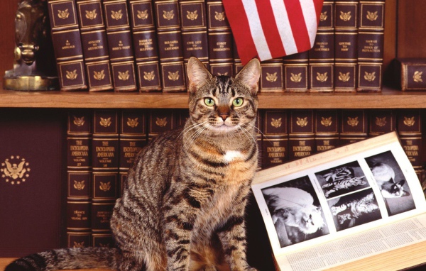 Кошка у книги про котов