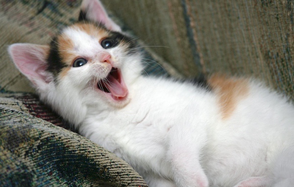 Котенок зовет маму