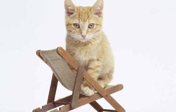 Котенок на стуле