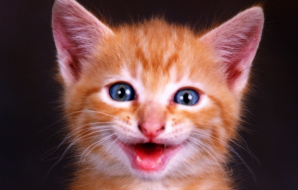 Рыжий котенок с голубыми глазами