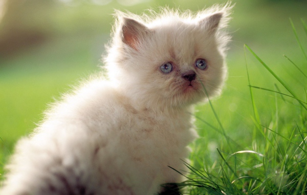 Грустный белый котенок