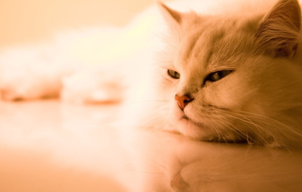 Белый задумчивый кот