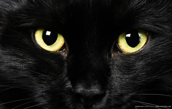 Желтые глаза черного кота