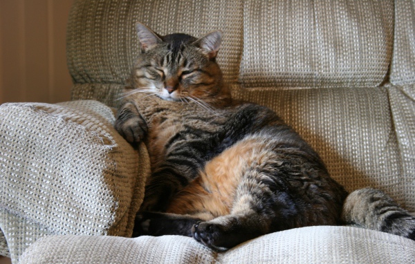 Толстый котик