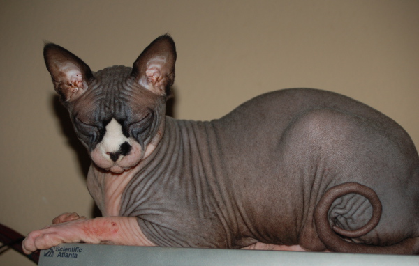 Лысая кошка сфинкс