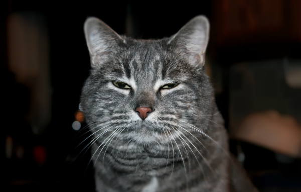 Сонный котик