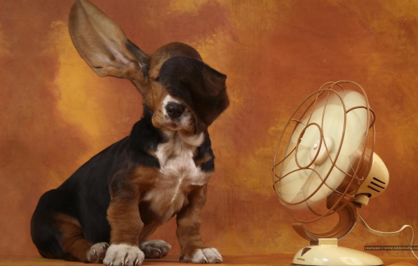 Бассет-хаунд и вентилятор