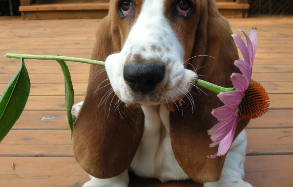 Бассет-хаунд дарит цветок