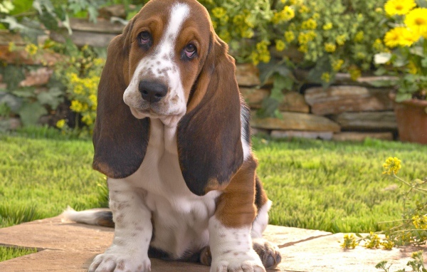 Бассет-хаунд на фоне цветов