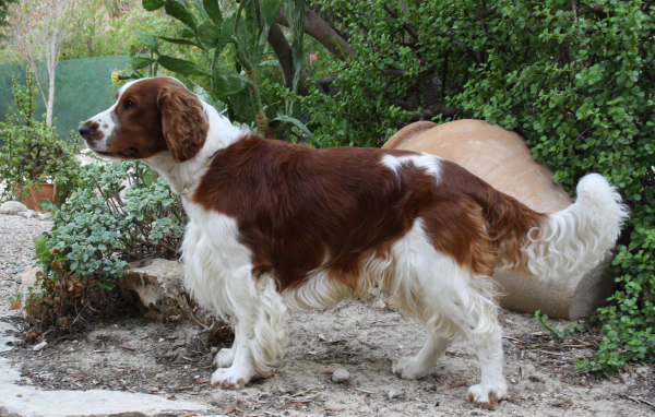 Красивый английский спрингер-спаниель