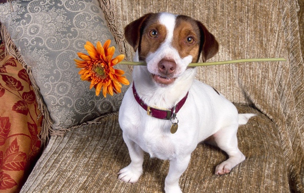 Цветок для любимой хозяйки