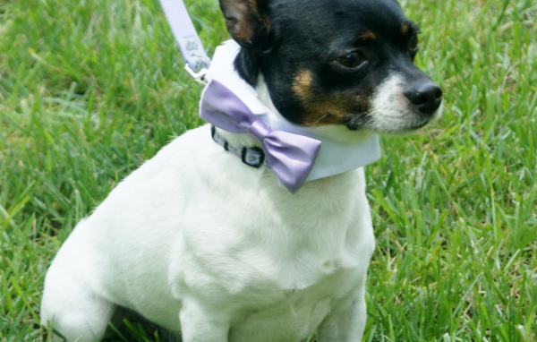 Прелестный Фокстерьер