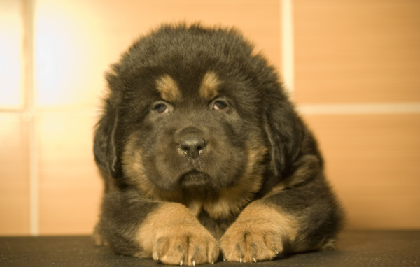 Прелестный маленький тибетский мастиф