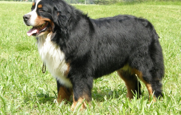 Взрослая бернская пастушья собака стоит в траве