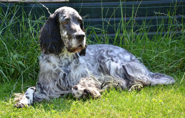 Взрослый английский сеттер