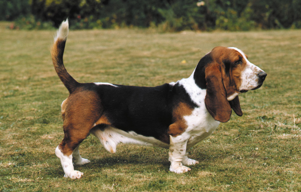 Взрослый бассет-хаунд на прогулке