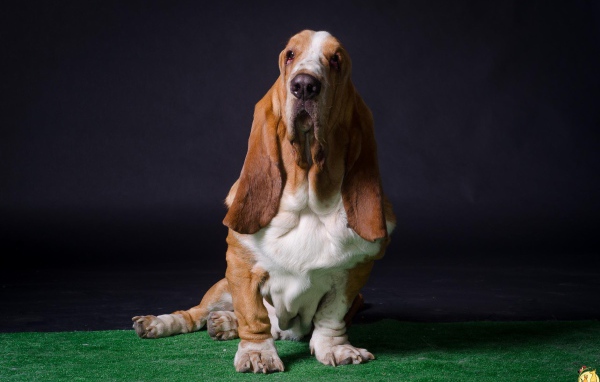 Взрослый бассет-хаунд позирует на тёмном фоне